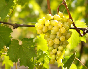 Grapes