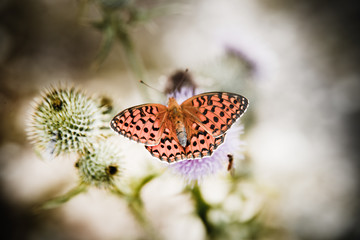 butterfly poised on flower