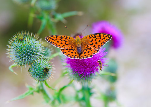 butterfly poised on flower