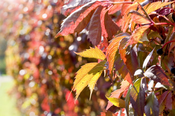 Autumn background. Ivy leafs.