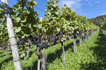 Weinanbau am Ottenberg