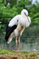 White Stork - obrazy, fototapety, plakaty
