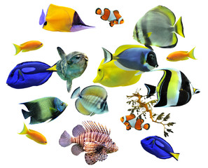 groupe de poissons d'eau de mer