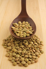 Lentil