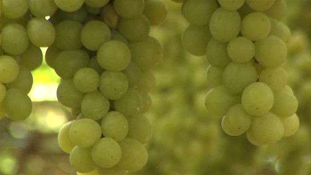 gr&uuml;ne Trauben am Baum