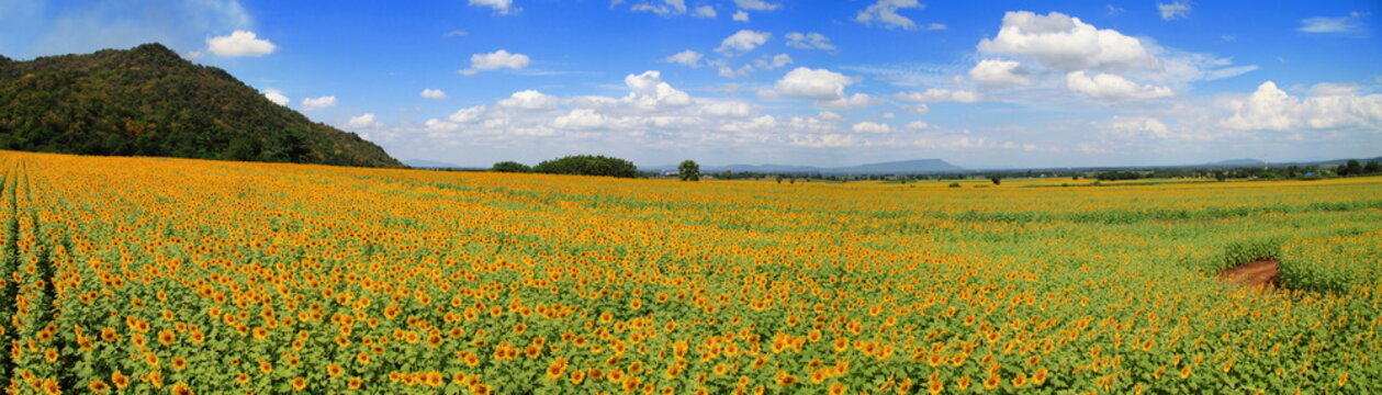 Panorama Sunflower Field © seaskylab
