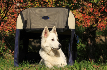 cane nella cuccia morbida