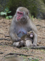 Makaken Macaques