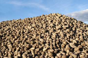 Pile of Harvested Sugar Beet