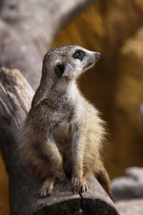 Erdmännchen