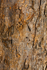 Old Wood Background