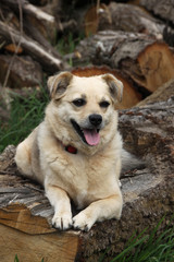 Mischlingshund auf einem Holzstamm