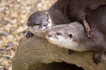 Otters