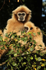 Gibbon with baby in a tree