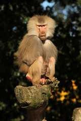 Male baboon in a tree