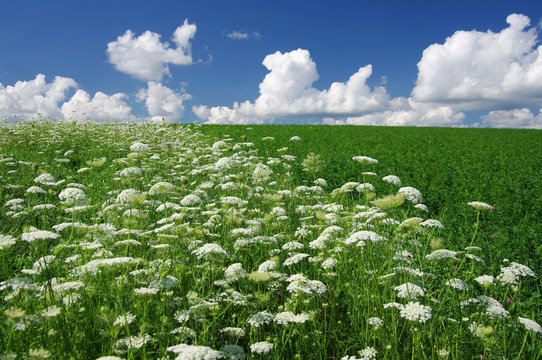 Queen Anne’s Lace (Daucus Carota)