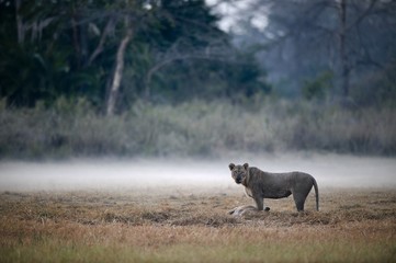 Lion Lioness with kill