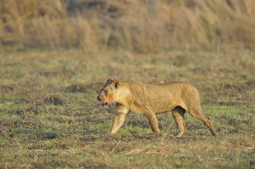 Lioness after hunting.