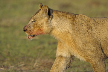 Lioness after hunting.