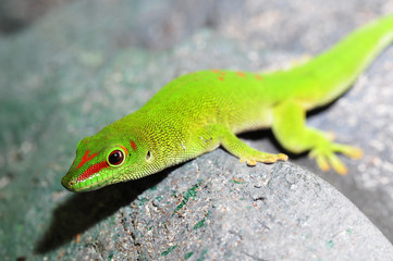 Madagaskar Taggecko