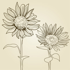 Fototapeta premium sunflower background