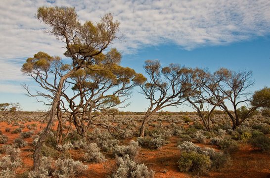the australian landscape, south australia
