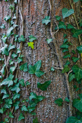 Tree overgrown with ivy