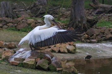 Storch
