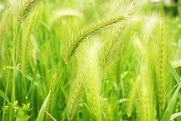 Green wheat detail