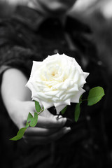 schöne weisse rose