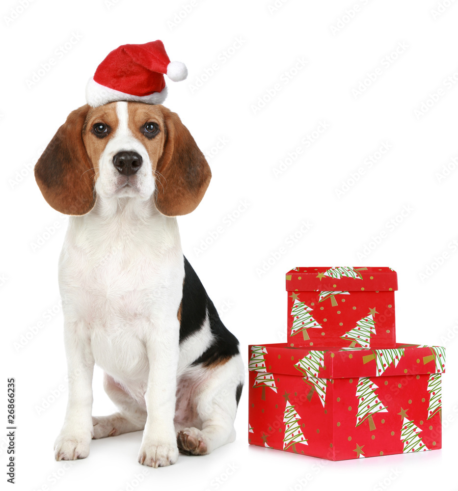 Canvas Prints Beagle Puppy  with Santa hat and with Christmas gifts