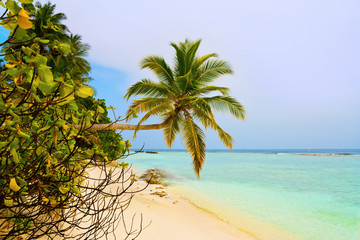 Fototapeta na wymiar Bending palm tree on tropical beach