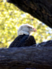 Eagle Eye