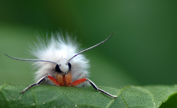Got a Comb?