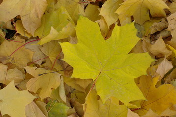 Yellow maple leaves on the ground in autumn