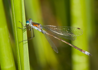 beautiful dragonfly
