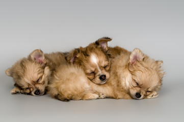 Three puppies have fallen asleep