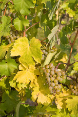 bunch of ripe grapes on grapevine right before harvest