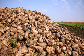 Sugar beet
