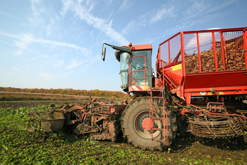 Sugar beet