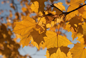 Fototapeta na wymiar Golden leaves