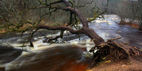Fallen tree trunk