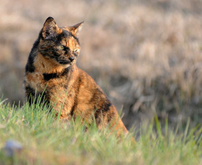 Obraz premium GATTO.