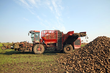 Obraz premium Sugar beet