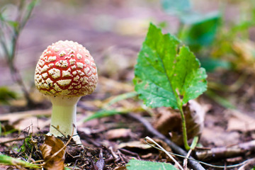 mushroom