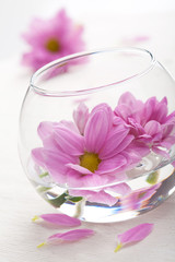 pink flowers in vase