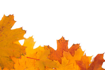 Frame of autumn leaves on a white background