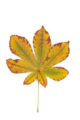 Yellowed leaves of chestnut on a white background