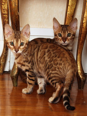 deux chats de race ensemble