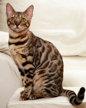 magnifique chat bengal assis sur le canap&eacute; blanc